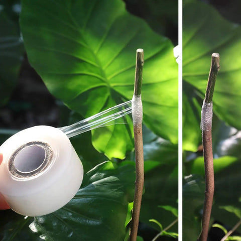 Close-up of grafting tape being wrapped on a fruit tree branch, showing stretchable film application for apple citrus peach persimmon trees.