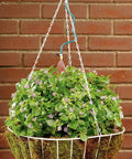 Hanging Basket Drip Irrigation Kit With Flex Misters For Micro Watering One Large Planter Or Two Small Containers in use