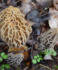 Grow Gourmet Morels At Home With This Easy Morchella Mushroom Kit For Backyard Growers Works In Any Soil Type Across The USA