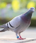 Pigeon with blue leg band number 08, part of the Super Handy Eighty Pack Of Eight Millimeter Numbered Leg Bands In Eight Vibrant Colors.
