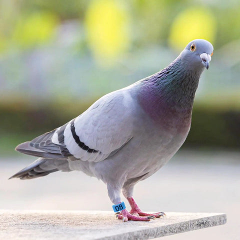 Pigeon with blue leg band number 08, part of the Super Handy Eighty Pack Of Eight Millimeter Numbered Leg Bands In Eight Vibrant Colors.
