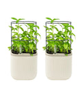 Cream white indoor garden mini planter with trellis self watering system for climbing vegetables and herbs countertop planter box 2 pack
