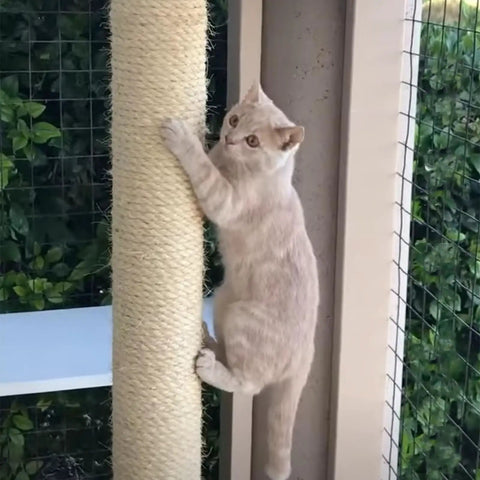 Cat climbing a scratching post wrapped with Natural Sisal Rope Replacement For Cat Tree And Scratching Post 164Ft Durable Scratcher Rope