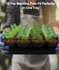 80 Count Two Point Five Inch Square Seedling Pots With Five Seed Starting Trays Kit For No Fuss Germination Drain Hole Nursery Pots displayed in tray
