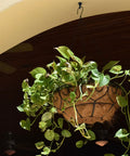 Hanging basket with green plants under an arch on a sunny porch.