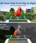 Day and night view of Solar Powered Bird Feeder With Camera For Outdoor Use AI Recognition And Real Time Alerts Wireless Bird House Viewable On Your Phone Treat Birds With Fruit Or Suet And Enjoy Bird Watching From Anywhere Perfect Gift For Mom Or Dad showcasing a cardinal bird.