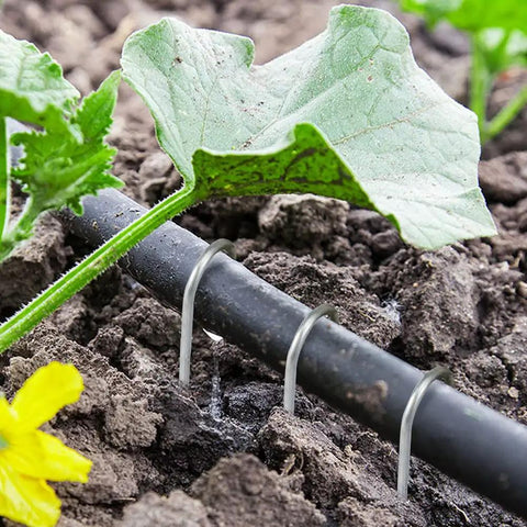 Six Inch Galvanized Garden Stakes 150 Pack securing irrigation tubing in garden soil with visible plants.