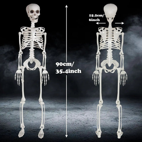 3 Foot Full Body Halloween Skeleton Decoration For Party And Haunted House, front and back view with dimensions