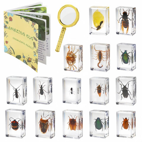 15 Varied Insect Specimens Resin Set With Real Butterflies And Beetles for science classrooms, biology labs, includes magnifying glass and storage bag.