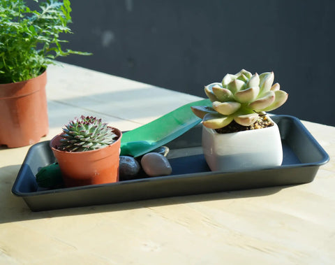 Plants on Six Pack Rectangular Plant Tray Saucers For Indoors Heavy Duty Drainage Drip Trays For Flower Pots Windowsill Planters Fits Pots Up To 10 Inches Inner 9.7 X 4.7 Inches Outer 6 X 11 Inches 1.1 Inch High