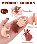 8 Pack Mini Human Body Organ Models For Kids And Students held in hand, showing heart, brain, lungs, stomach, realistic 3D anatomy set.