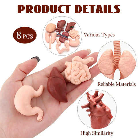 8 Pack Mini Human Body Organ Models For Kids And Students held in hand, showing heart, brain, lungs, stomach, realistic 3D anatomy set.