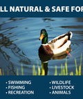 Easy To Use Beneficial Bacteria Pond Clarifier Packets For Clear Water, 12 Count, Fast, Lasting Results With A No Fuss Dose For Your Pond And A Cleaner, Healthier Ecosystem. duck in pond