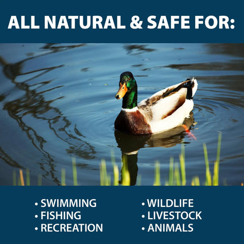 Easy To Use Beneficial Bacteria Pond Clarifier Packets For Clear Water, 12 Count, Fast, Lasting Results With A No Fuss Dose For Your Pond And A Cleaner, Healthier Ecosystem. duck in pond