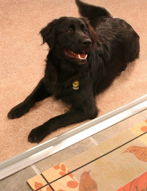 Black dog lying next to Heavy Duty Low Profile Exterior Door Threshold 3-3/4 In W X 3/4 In H X 32 In L Silver Aluminum And Vinyl