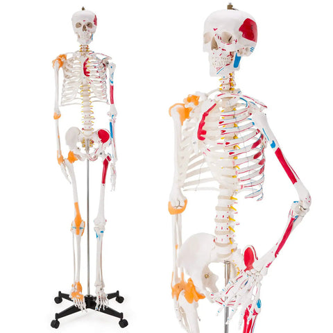 Life Size Human Skeleton Model With Spinal Nerves, Muscle Insertion And Origin Points, Removable Calvarium And Legs on rolling stand