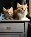 Two orange tabby kittens sitting on a light wood cabinet with a vintage zinc alloy handle in a cozy room.