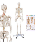 Life Size Human Skeleton Model, 70.8 Inches Tall, Movable Arms and Legs, Detailed Nervous System, Rolling Stand, and Educational Poster.
