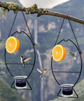 Two Oriole Bird Feeders Set With Orange Fruit Holder And Grape Jelly Grass, Outdoor Hanging Feeders For Baltimore Oriole on branch.
