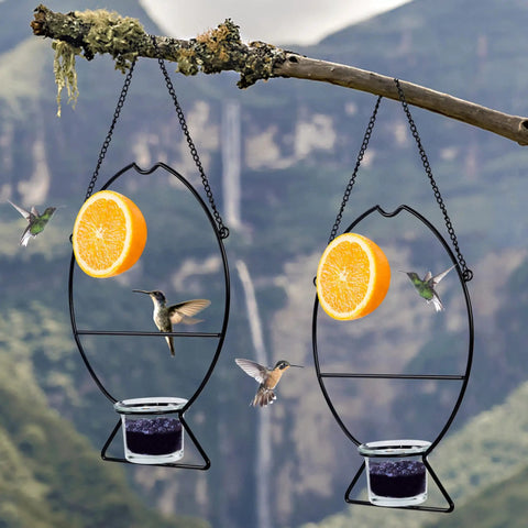 Two Oriole Bird Feeders Set With Orange Fruit Holder And Grape Jelly Grass, Outdoor Hanging Feeders For Baltimore Oriole on branch.