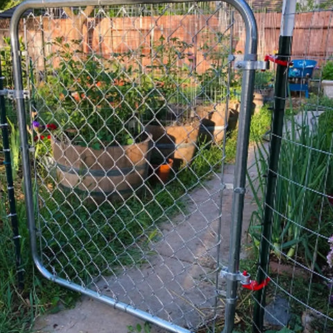 Garden gate with Rugged T-Post Gate Hinge Pins Set For Farm And Garden Gates, powder coated for rust protection, visible on the fence.