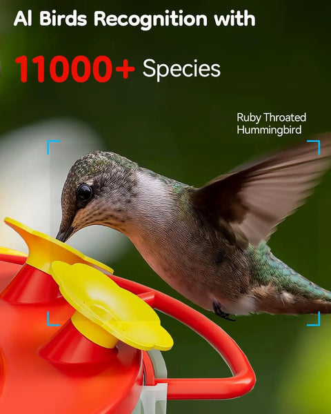 Hummingbird Feeder With Camera For Outdoors Solar Powered 2K Live Video AI Bird ID Ant Guard Base Bee Proof with hummingbird.