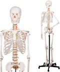 Front and side view of Life Size Human Skeleton Model with Nervous System 206 Articulated Bones 70.8 Inch on rolling stand