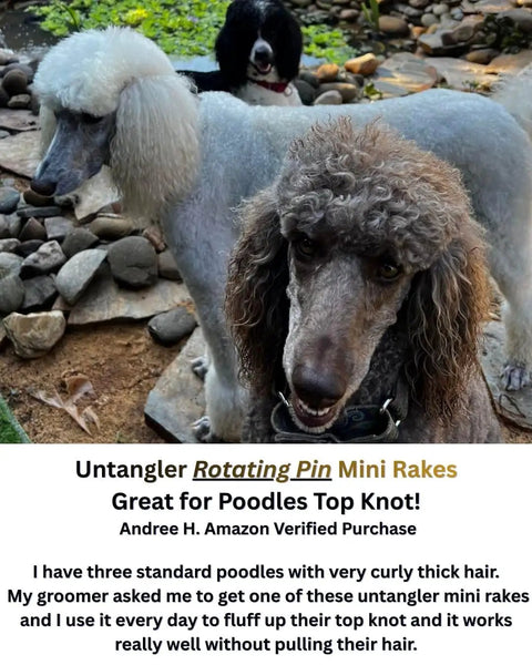 Three poodles with curly hair near rocks, featuring Untangler Rotating Pin Mini Rakes for Poodles Top Knot care.