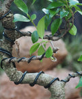 Beginner Friendly Anodized Aluminum Bonsai Wire Set With Canvas Bag Five Size Options in use on bonsai tree branch