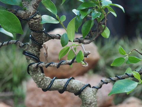 Beginner Friendly Anodized Aluminum Bonsai Wire Set With Canvas Bag Five Size Options in use on bonsai tree branch
