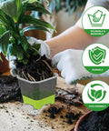 Person transplanting plant with Ten Pack 4 Inch Clear Nursery Pots With Reinforced Silicone Base For Easy Transplant And Root Friendly Seed Starter Seedling Pots With Drainage For Greenhouse Or Garden Use.