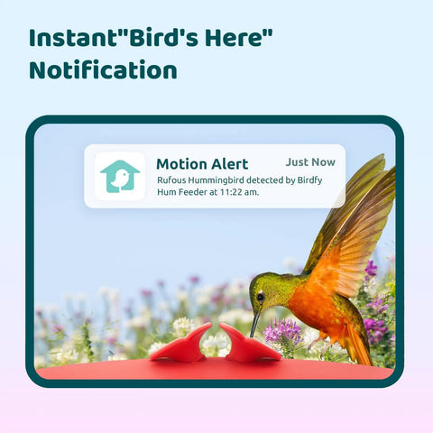Smart Hummingbird Feeder With Camera And Solar Power, Live View And 1080P Video, Instant Alerts, Dual Perch For Two Birds