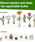 Illustration showing different bulb sizes and planting depths for flowers like tulips and irises.