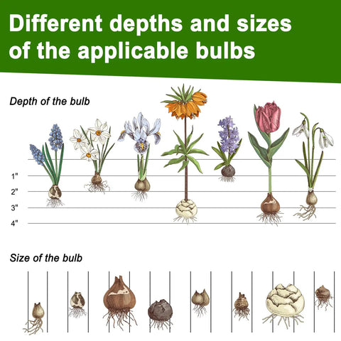 Illustration showing different bulb sizes and planting depths for flowers like tulips and irises.