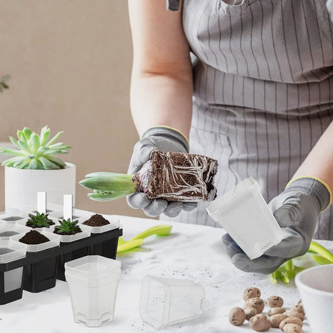 Person holding a plant with roots above a Clear 3 Inch Nursery Pots With Saucers, 30 Pack Thick Plastic Seedling Planter Pots, Square Shape Plant Pots