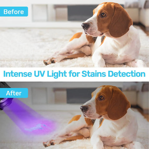 2 In 1 Led UV Blacklight Flashlight 395Nm With 500 Lumen Power, pet urine detection before and after using flashlight