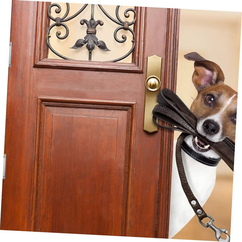 Dog with leash in mouth at wooden door, ready to go out, showcasing the entrance and gold handle detail.