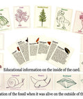 Fossil Sorting Activity Kit With Over 100 Real Fossils, educational ID cards with fossil illustrations and information text.