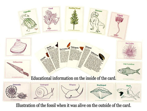 Fossil Sorting Activity Kit With Over 100 Real Fossils, educational ID cards with fossil illustrations and information text.