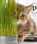 Indoor Cat Grass Kit For Healthy Cats With Three Complete Organic Planter Kits To Grow Your Own Cat Grass From Organic Seeds, with a kitten peeking through the grass.