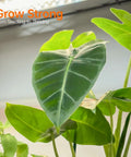 Green leaves under full-spectrum T8 grow lights from Five Tier Plant Stand With Four 24W Full Spectrum T8 Grow Lights For Indoor Seed Starting.