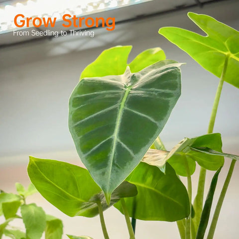 Green leaves under full-spectrum T8 grow lights from Five Tier Plant Stand With Four 24W Full Spectrum T8 Grow Lights For Indoor Seed Starting.