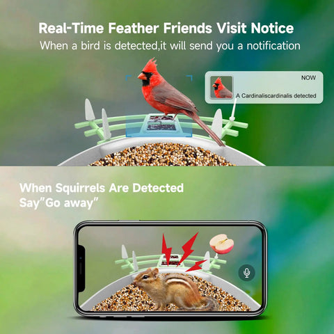 Solar Powered Bird Feeder With Camera 2K HD Video Live Capture, AI Species Identification And Real Time Alerts showing bird and squirrel detection.
