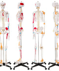 Life Size Human Skeleton Model With Spinal Nerves, Muscle Insertion And Origin Points, Removable Calvarium And Legs, Detailed Joint Ligaments, Great For Anatomy Labs And Medical Education, Hands On Rolling Stand Included, Four Views
