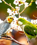 Split Aluminum Bird Leg Rings For Pigeons Parrots Doves And More, Open 1mm Foot Rings visible on two parrots on tree branch.