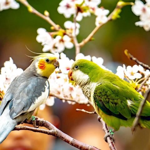 Split Aluminum Bird Leg Rings For Pigeons Parrots Doves And More, Open 1mm Foot Rings visible on two parrots on tree branch.