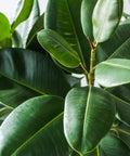 Fiddle Leaf Fig Tree Fertilizer For Indoor Ficus Plants Liquid Plant Food To Boost Leaves And Branches Keeps Brown Spots Away