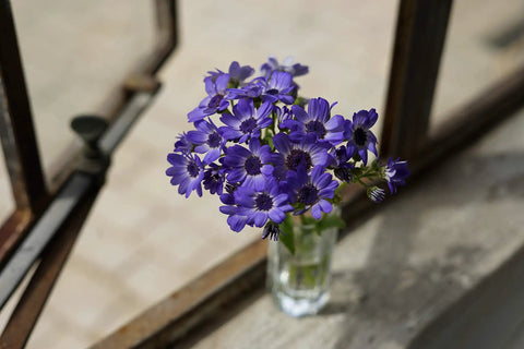 Purple flowers in glass vase by window using FE 50mm F1.8 Standard Lens For Full Frame E Mount Cameras Dope Bokeh And Crisp Detail.