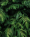 Tropical Monstera Banana Leaf Wall Mural For Living Room And Bedroom Not Peel And Stick 141 By 96 Inches, lush foliage
