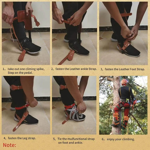 Arborist attaching Tree Climbing Spikes with Non Slip Pedals Pro Grade Adjustable Arborist Gear for Tree Work Trimming and Hunting.